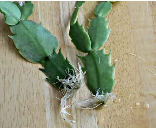 植物的扦插与繁殖